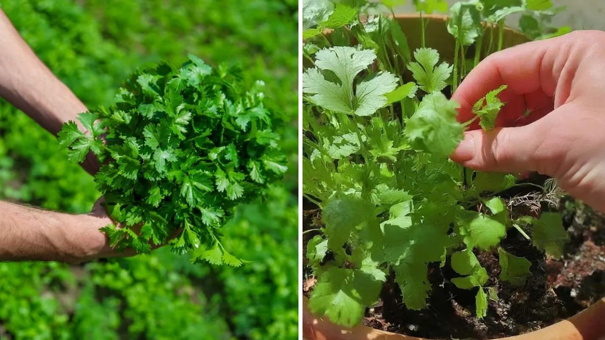 How to Grow Coriander Indoors: A Complete Guide to Fresh, Aromatic Herbs Year-Round