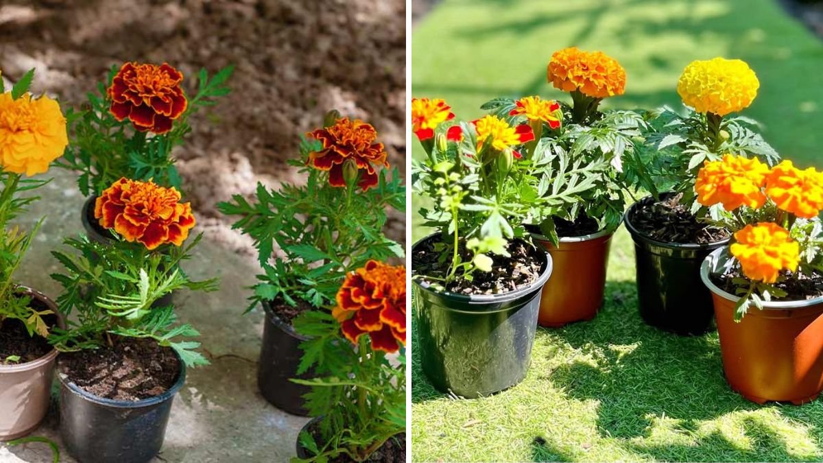 How to Grow Marigold Plants in Your Garden: Brighten Your Yard with Easy, Vibrant Blooms