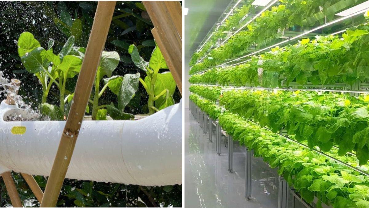 Why Farmers Are Using Plastic Bottles in Their Fields: Innovative Farming for Higher Yields