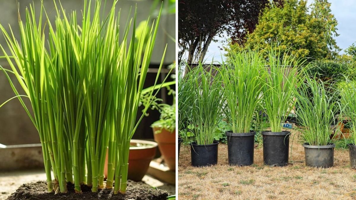 How to Grow Lemongrass Indoors: A Complete Guide to Fresh, Fragrant Herbs Year-Round