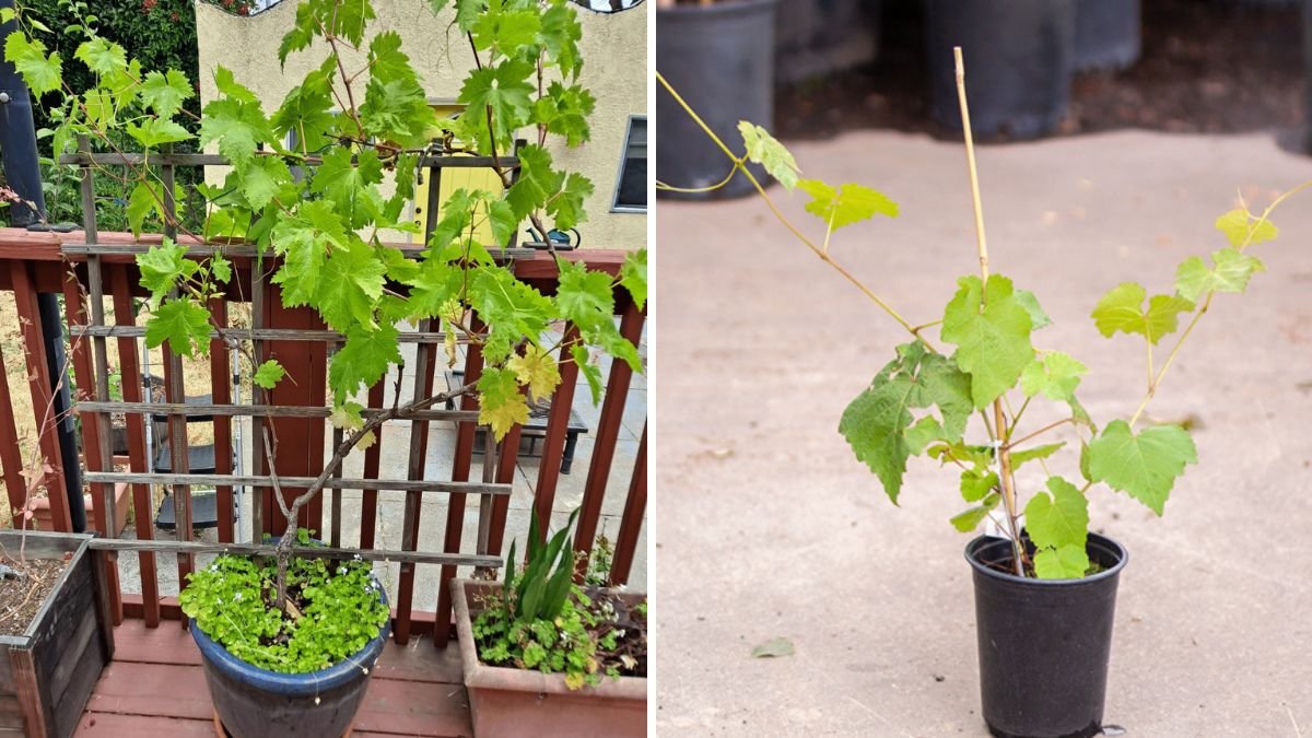 Grafting Grapes From Cuttings: Easy Grapevine Propagation for a Thriving Vineyard at Home!