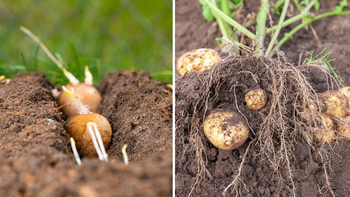 Grow Potatoes at Home Easily: A Simple Guide to Your Own Delicious Harvest!