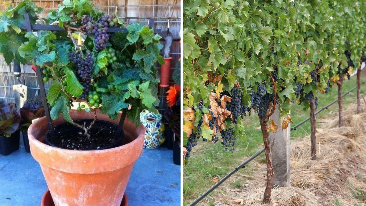 Grapevine Grafting Made Easy: A Step-by-Step Guide to Growing Healthy Grapes at Home