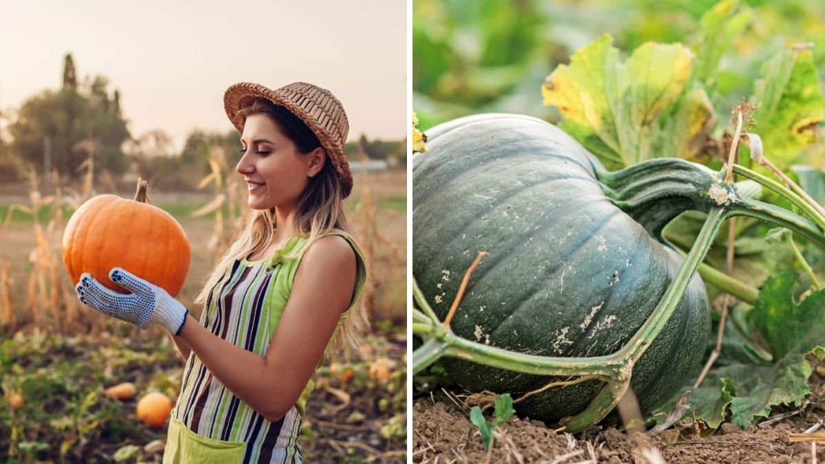 Extreme Pumpkin Growth: From Tiny Vines to Monster Harvests – A Complete Guide
