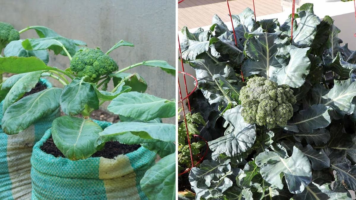 Grow Broccoli in Plastic Bags: The Ultimate Small-Space Gardening Hack for Fresh, Homegrown Veggies