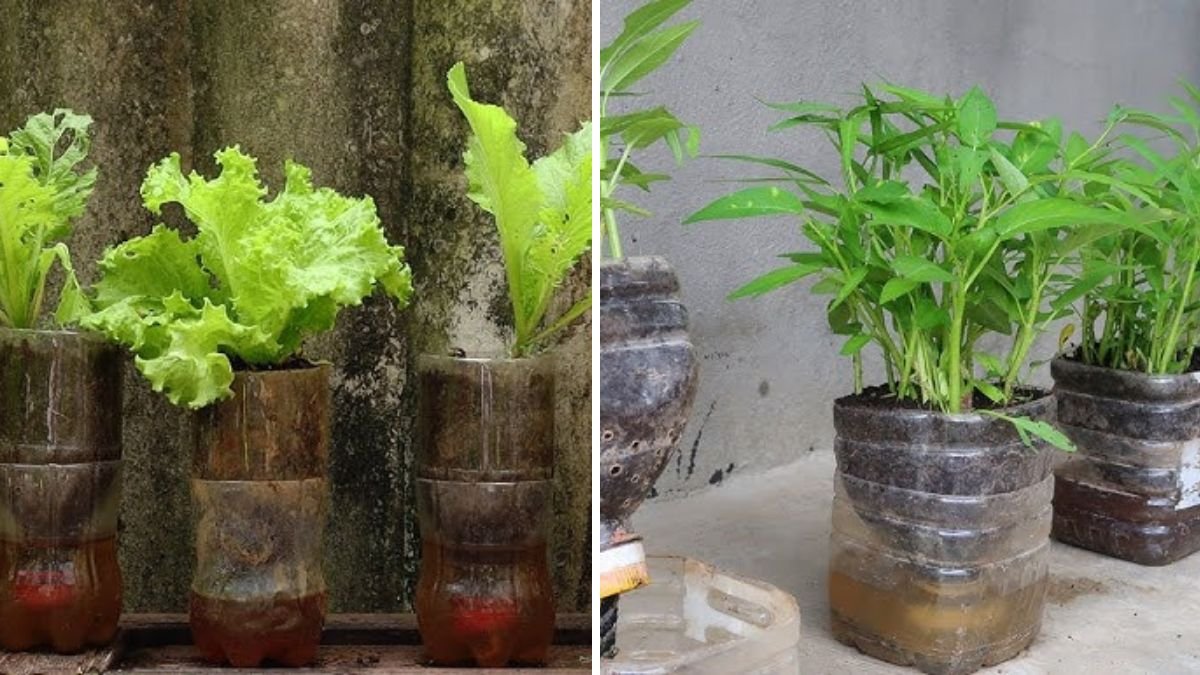 Grow Vegetables in Plastic Bottles: The Ultimate Guide to Space-Saving, Eco-Friendly Gardening