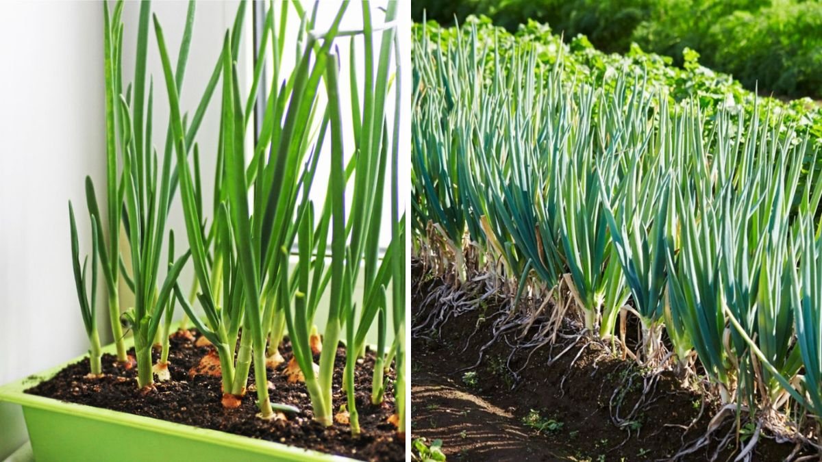 How to Grow Onion from Seeds: The Easy Guide to a Bountiful Home Harvest