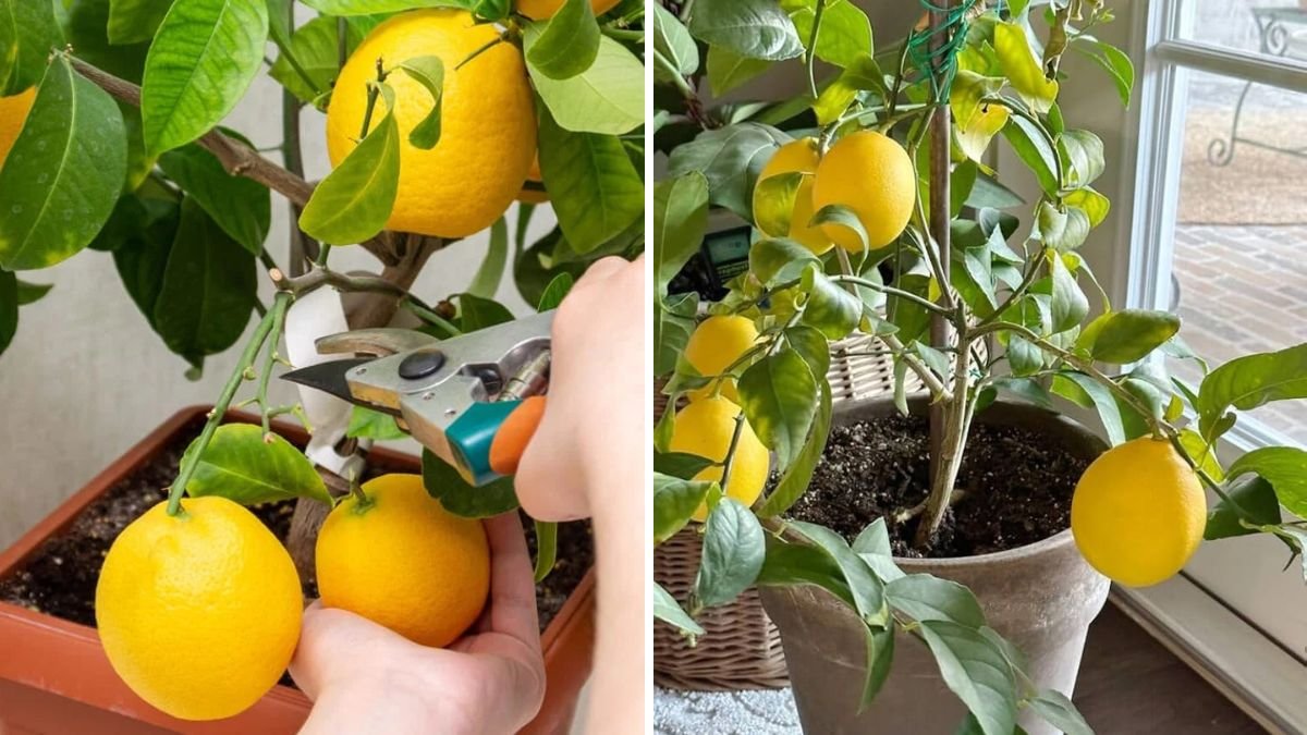 How to Grow a Lemon Tree from Cuttings: A Step-by-Step Guide to Homegrown Citrus