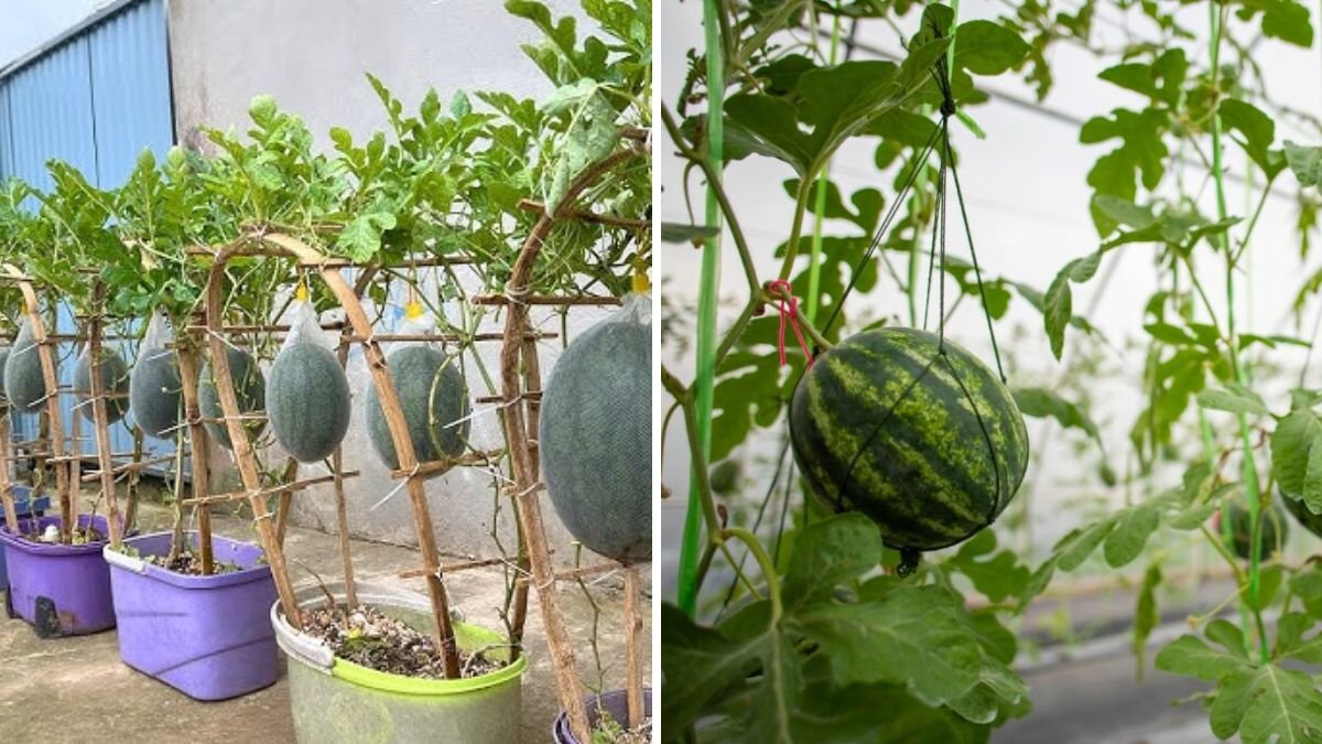 From Soil to Sweetness: How I Grew Juicy Watermelons in My Backyard
