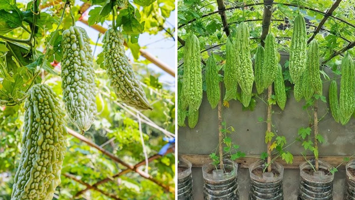 From Seed to Superfood: The Complete Guide to Growing Bitter Melon at Home