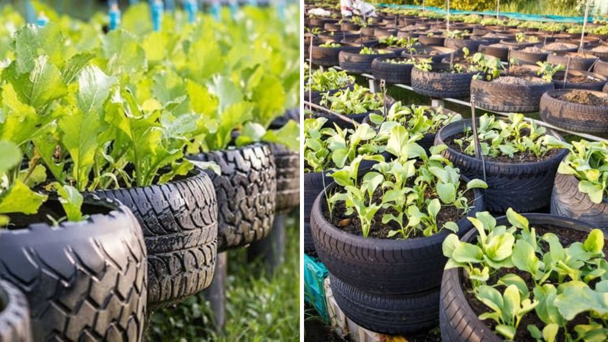Tires Aren’t Just for Cars! Eco-Friendly Gardening Ideas That Transform Old Tires Into Green Gold