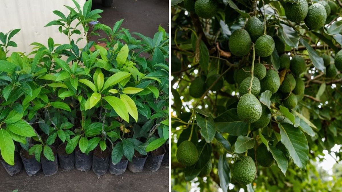 Unlock Rapid Growth: The Ultimate Guide to Grafting Avocado Trees for Fast, Healthy Production