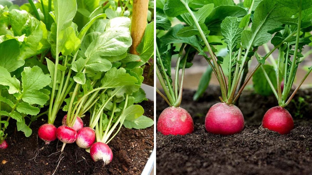 Radishes Unleashed: The Tiny Vegetable That Transforms Any Garden Into a Harvest Haven