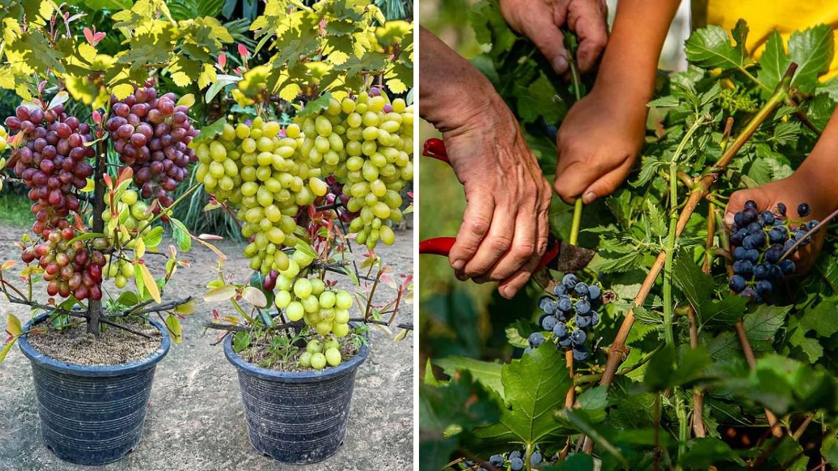 Master the Vine: A Complete Step-by-Step Guide to Easy Grape Vine Grafting for Faster, Healthier Harvests