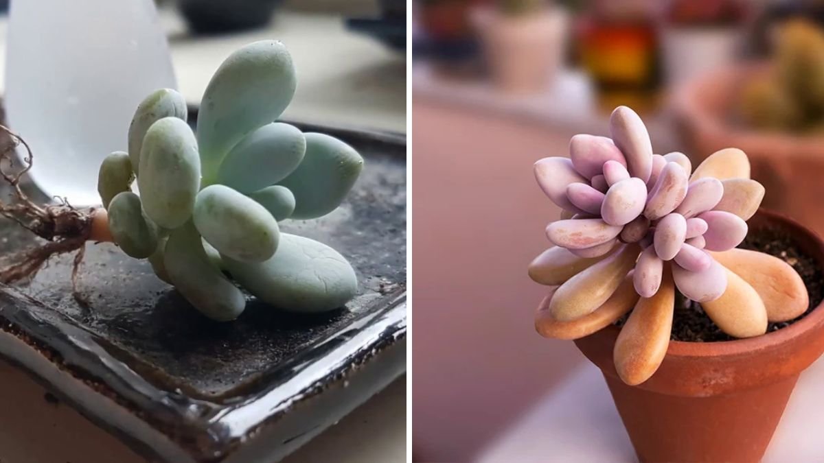 Pachyphytum Oviferum Cutting Guide: The Ultimate Method to Grow Moonstone Succulents at Home