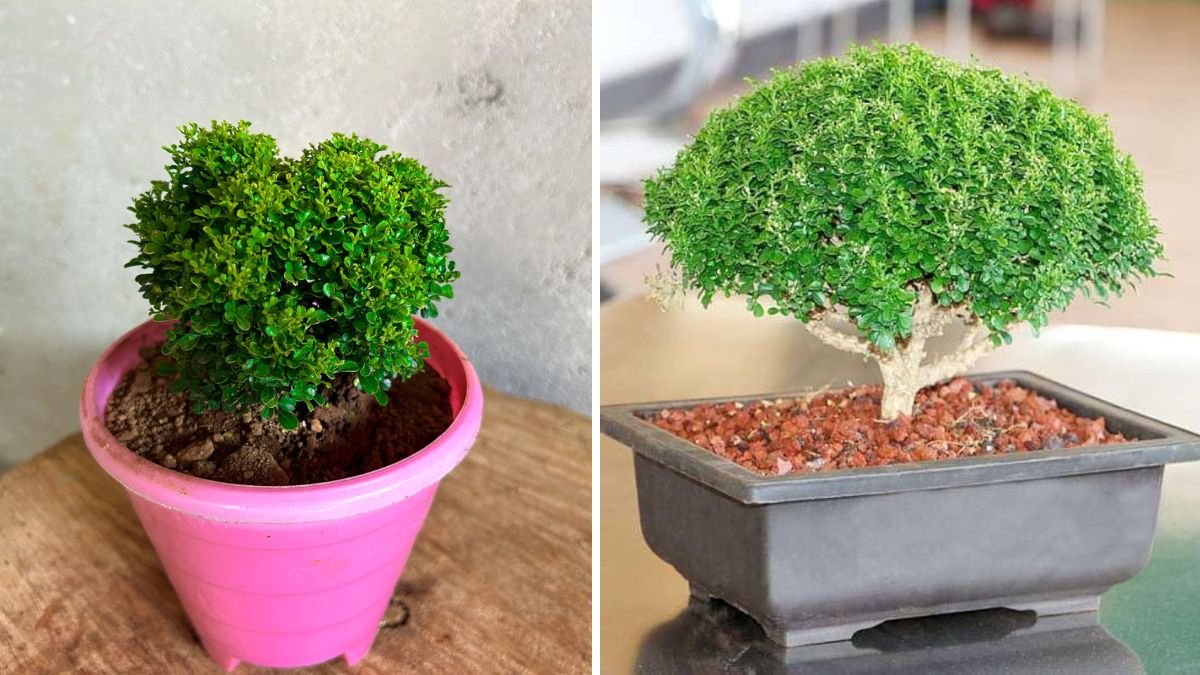 Table Kamini Magic: How This Tiny Plant Can Transform Your Home Décor