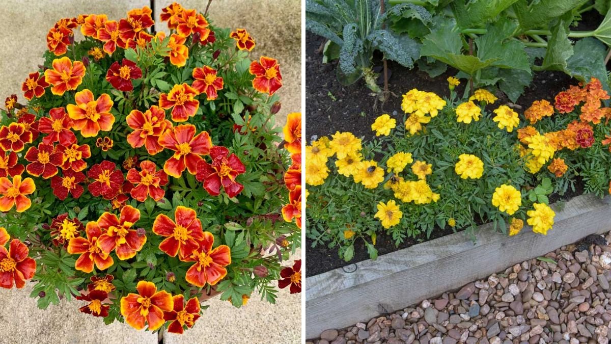 Wow! So Beautiful French Marigold: The Complete Home Gardening Guide to Growing Vibrant Tagetes at Home