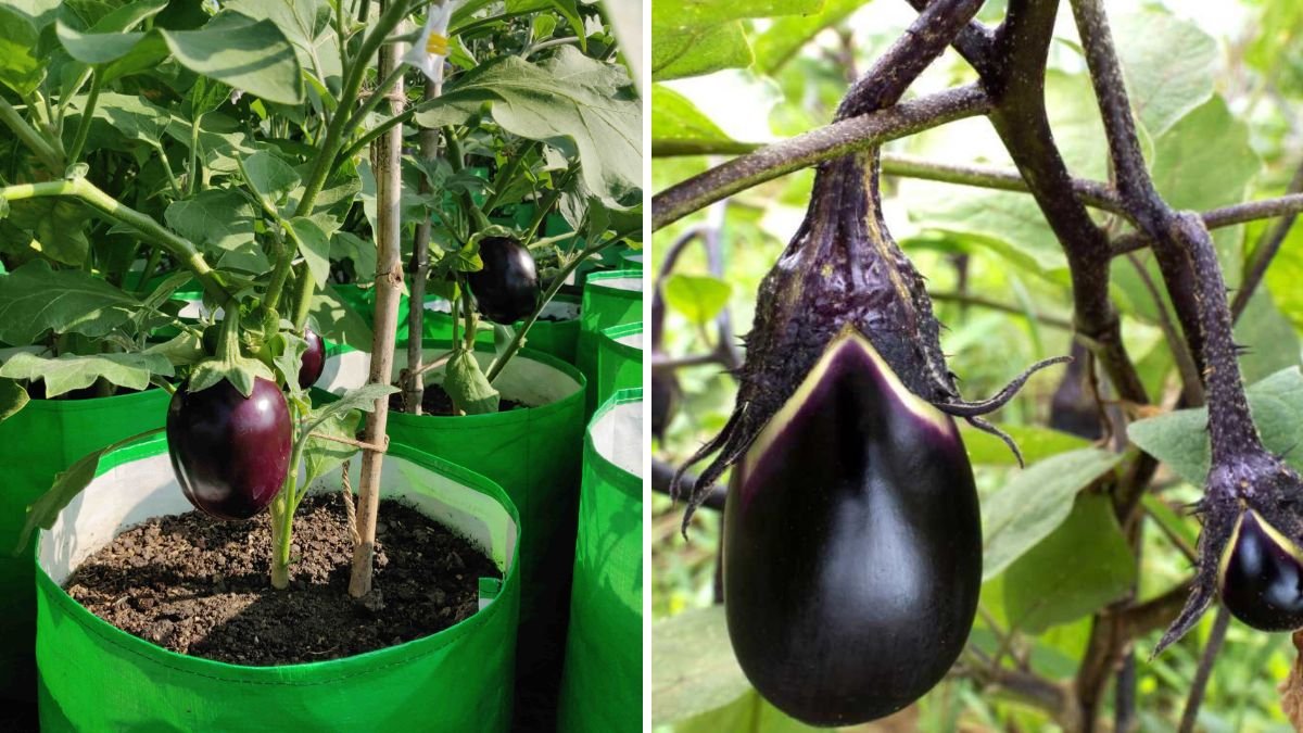 Grow Fresh Brinjals at Home: The Complete Guide to Successful Container Gardening
