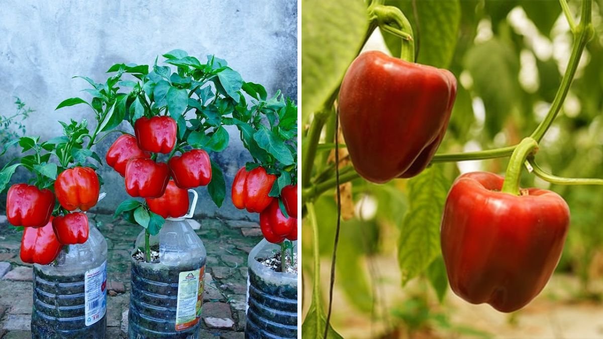 Grow Colorful Capsicums at Home: Easy Plastic-Bag Cultivation Method for Every Gardener
