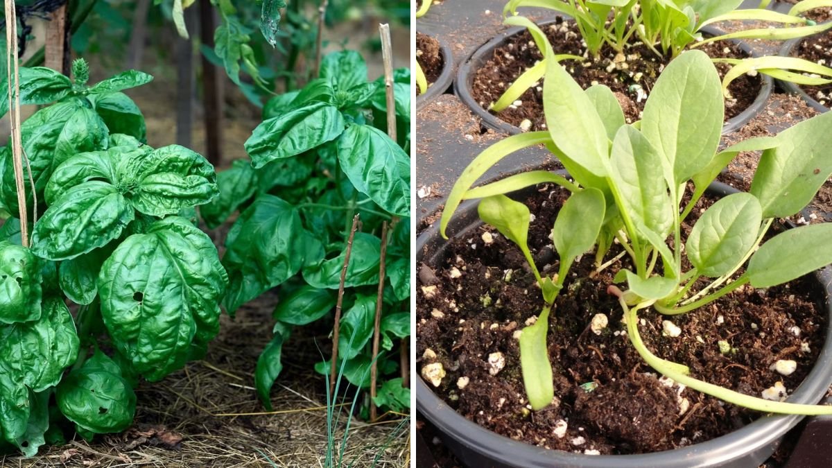 Easy Spinach Cultivation at Home: Grow Fresh, Nutritious Greens Effortlessly