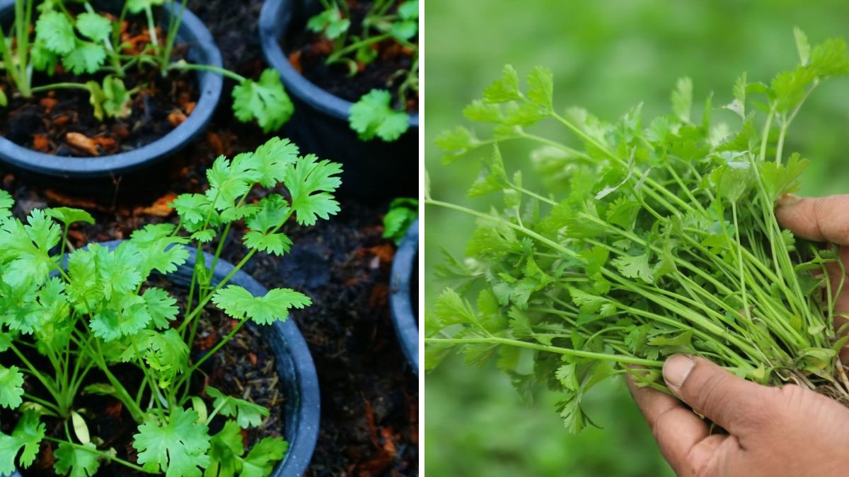 Grow Fresh Coriander at Home: The Easiest Cultivation Guide for Beginners!