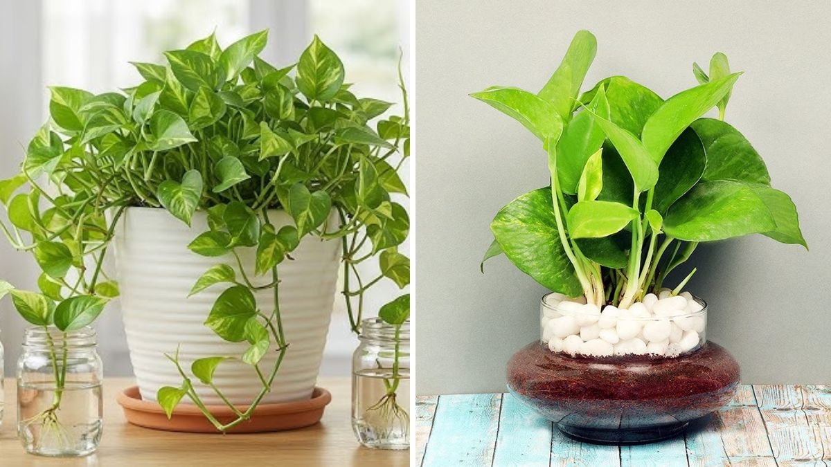 Genius Money Plant Cutting Idea: Grow Unlimited Plants at Home – Perfect for YouTube Shorts!