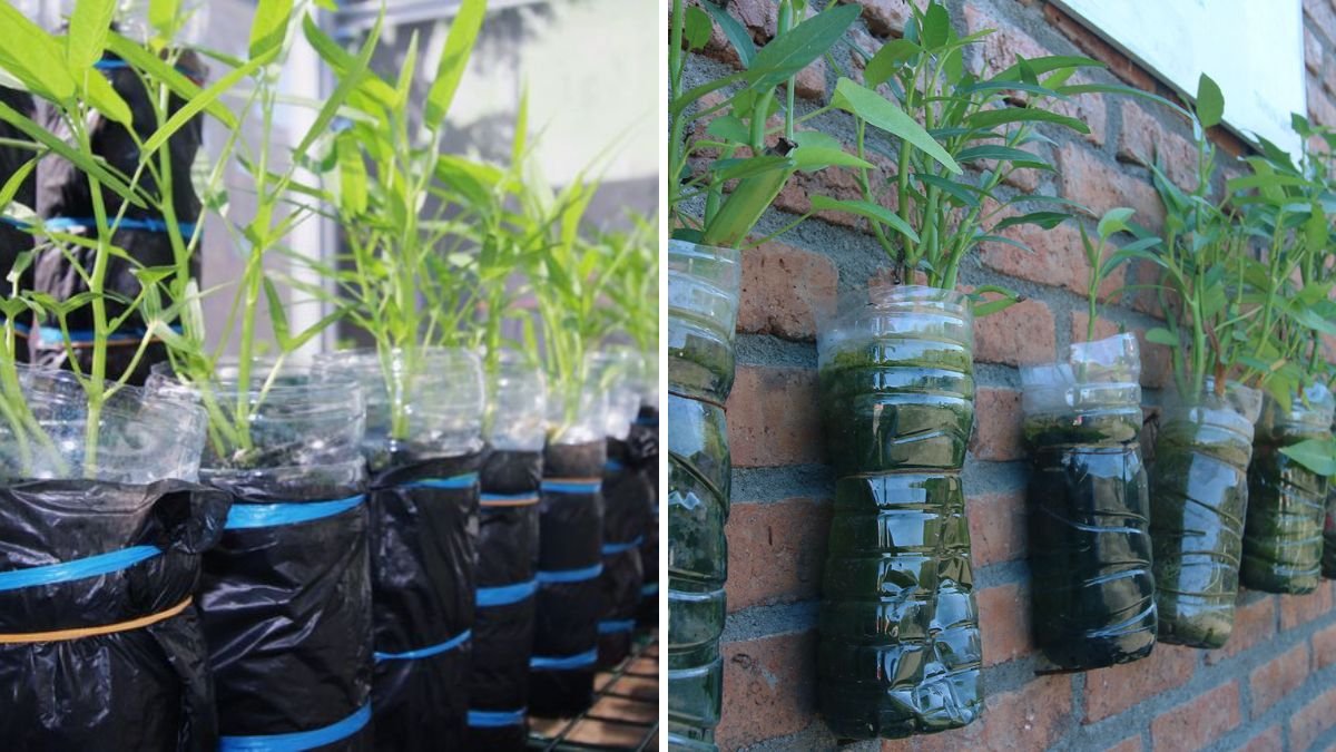 Cara Kreatif Menanam Kangkung di Botol Bekas | Hemat, Praktis, dan Sangat Produktif!