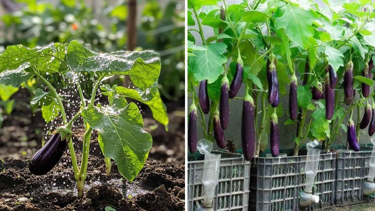 From Fruit to Garden: A Complete Guide to Growing Eggplant Trees Easily at Home
