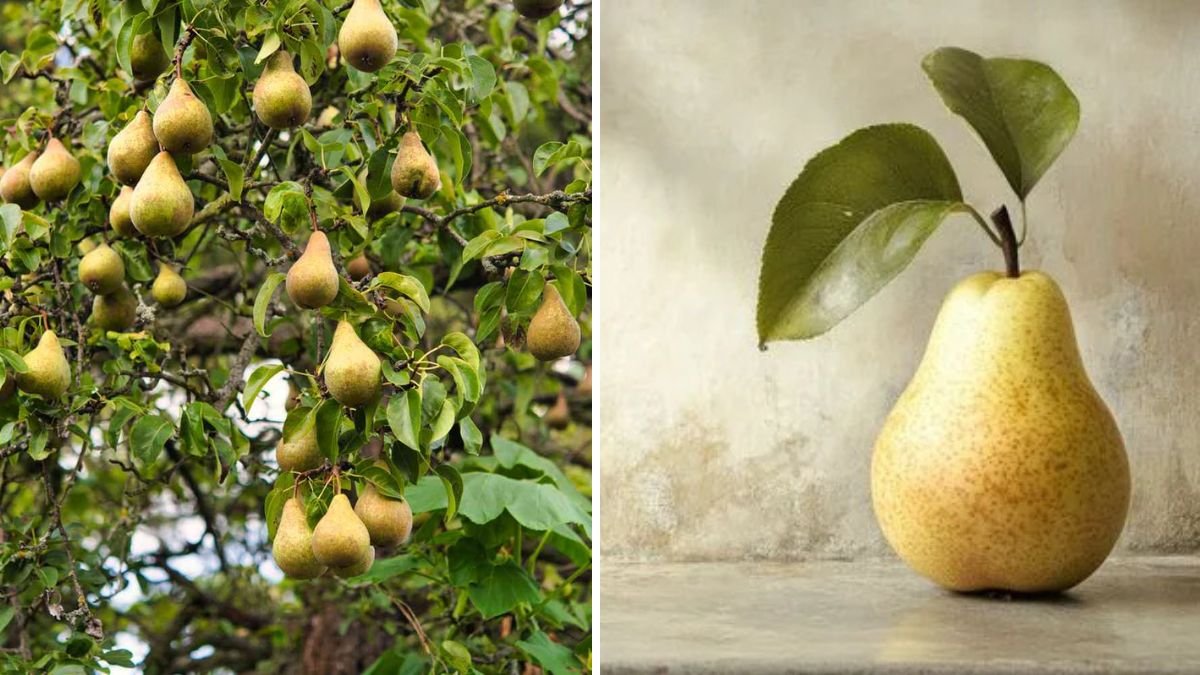 Amazing! A Simple New Method to Grow Pear Trees from Pear Fruits at Home