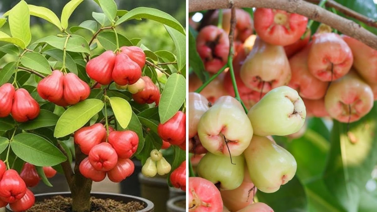 Incredible! A Simple New Way to Grow Java Apple Trees From Fruit at Home