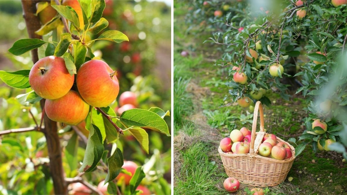 It’s Truly Amazing! A Simple New Way to Grow Apple Trees from Apple Fruits at Home