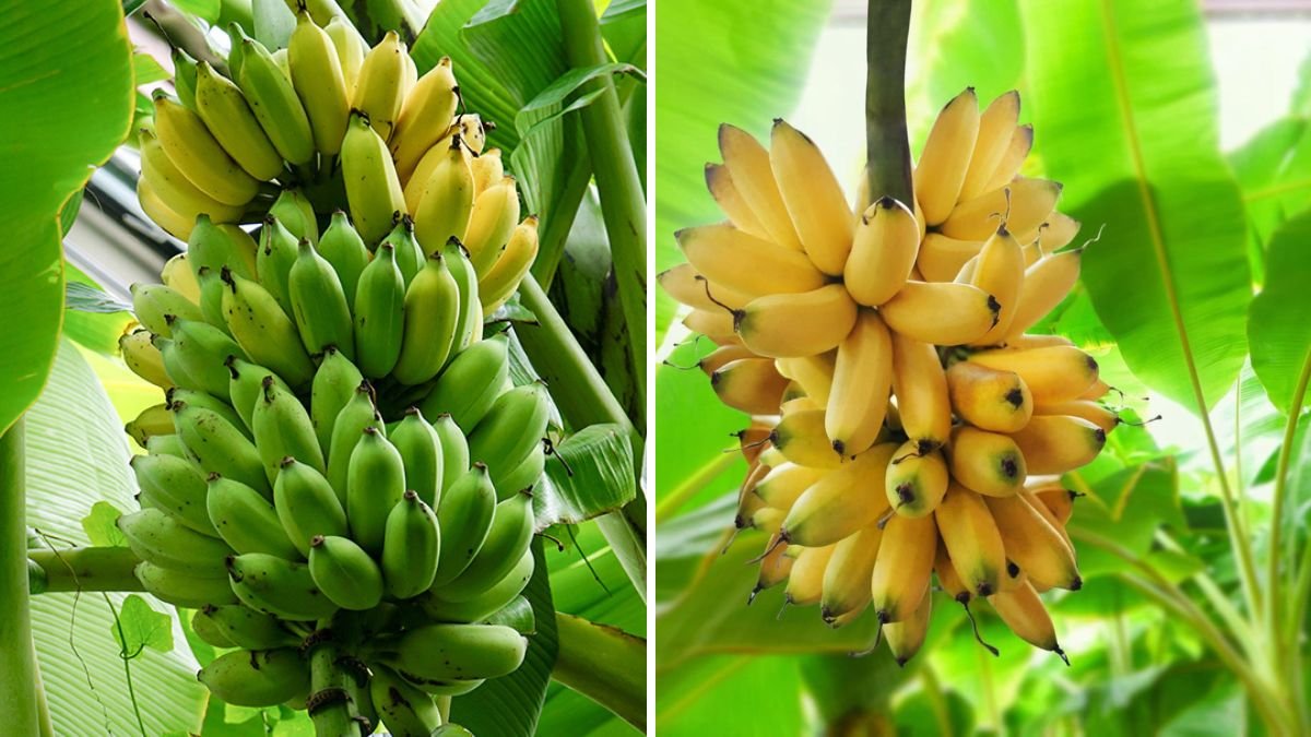 Banana Propagation Using Beer! A Shocking New Method Every Gardener Must Try