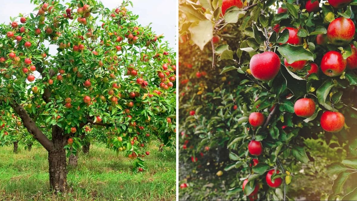 The Apple Growing Trick You’ve Never Seen Before: A Simple Method for Growing Healthy Apple Trees at Home