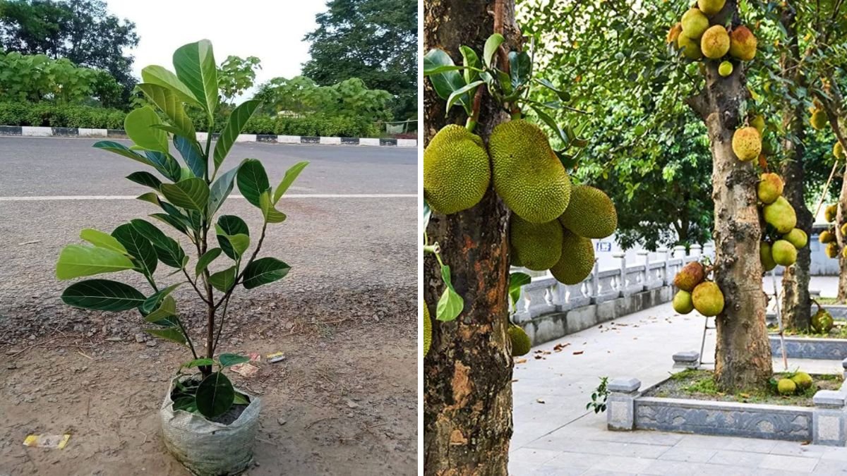 This Jackfruit Propagation Trick Will Change the Way You Grow Fruit Trees Forever!