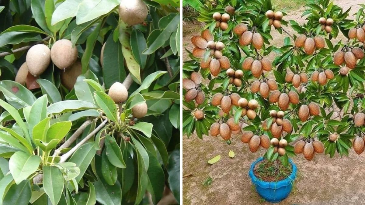 Sapodilla Success: The Easiest Ways to Propagate Chikoo Trees for Fast Growth and Heavy Harvests!