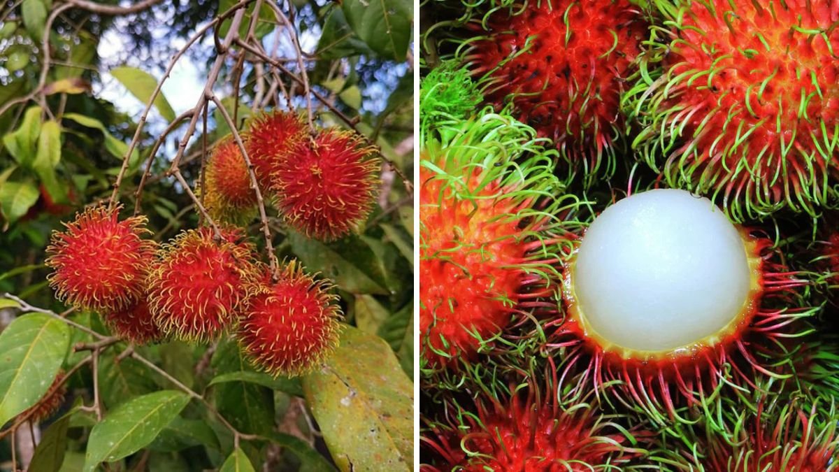 Banana–Rambutan Fusion: The Surprisingly Easy Grafting Trick That Boosts Rambutan Growth!