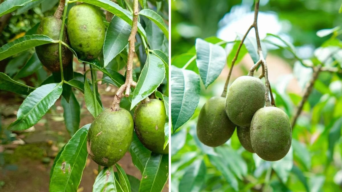 June Plum Miracle: The Easiest Propagation Method to Grow a Super-Productive Tree at Home!