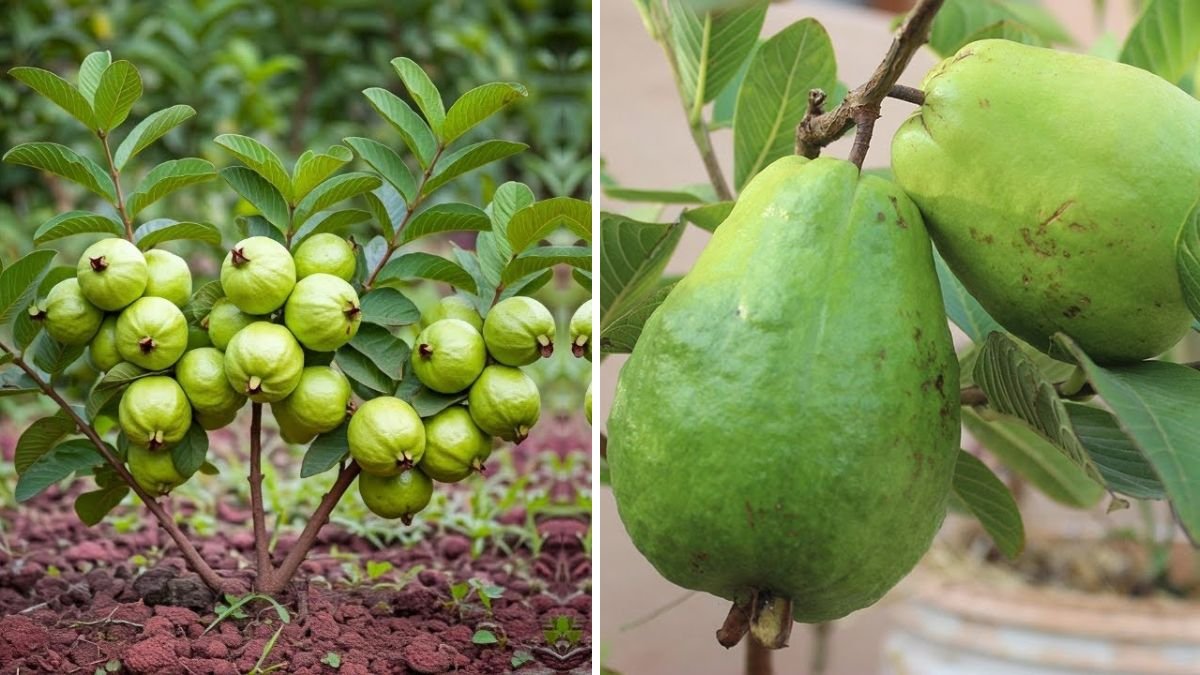 Guava Harvest Made Easy: The Most Powerful Propagation Methods to Grow a Super-Productive Guava Tree!