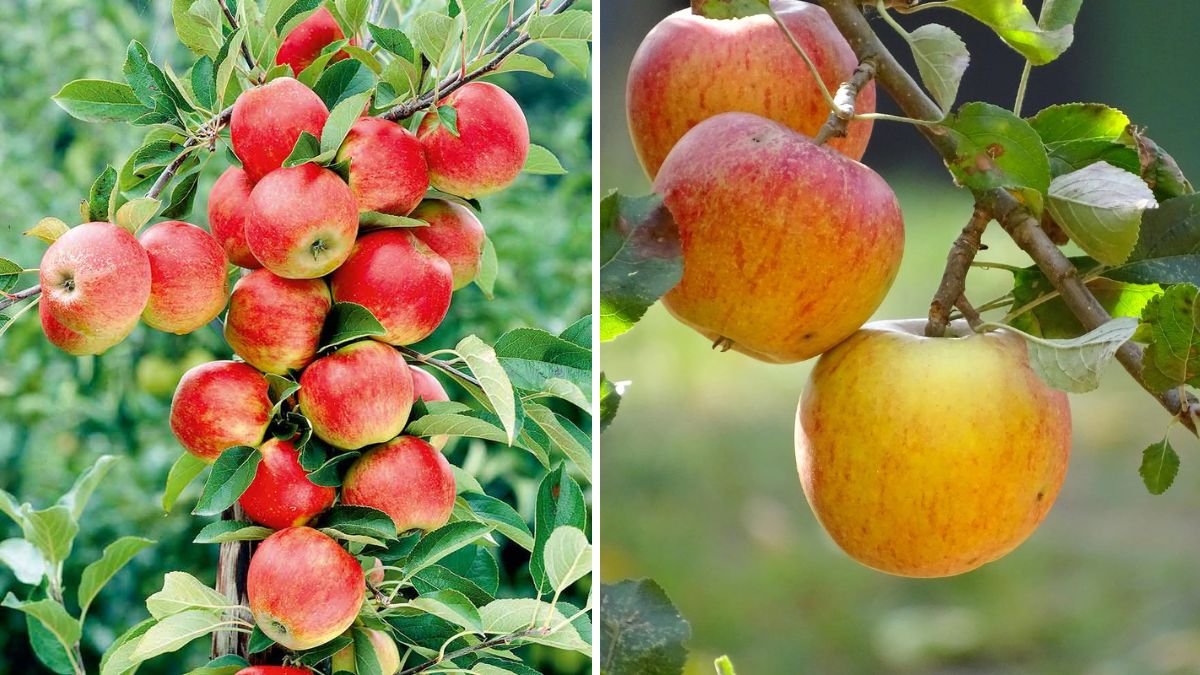 The Apple Fusion Technique: A New Grafting Idea That Boosts Growth, Survival, and Fruit Yield!