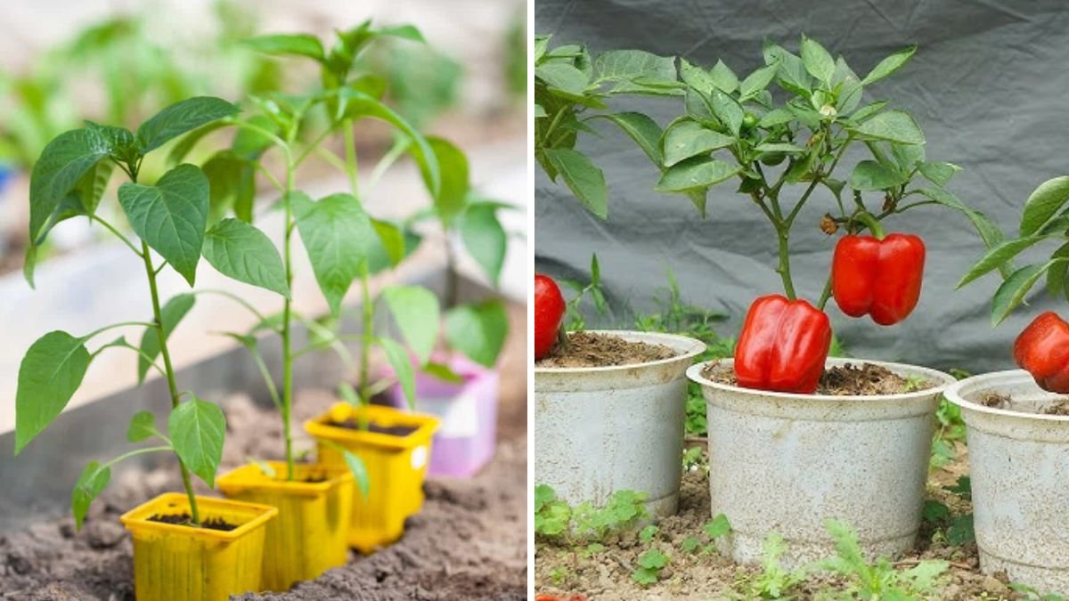 The Ultimate Guide to Propagating Capsicum Plants for Heavy Yields: Simple Techniques That Work Every Time!
