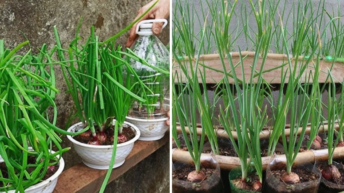 Bottle-Grown Onions: The Clever Plastic Bottle Hack for Endless Homegrown Onions!