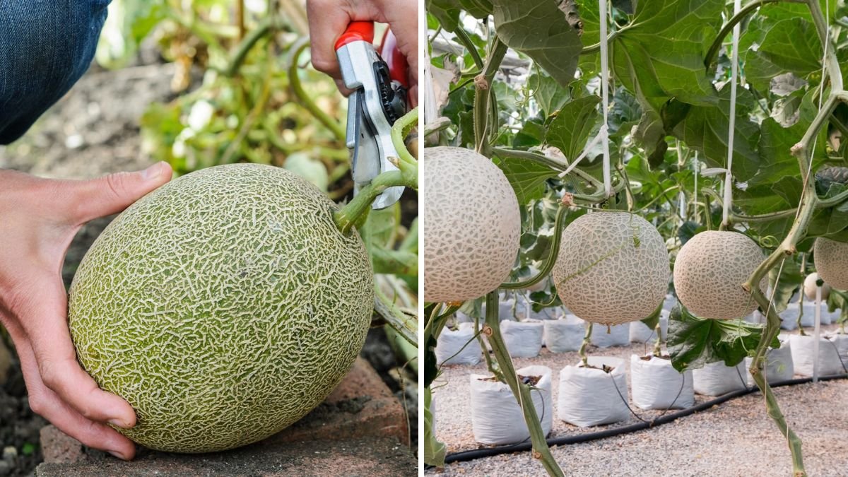 From Seed to Sweetness: How to Grow Juicy Melons Using a Simple Household Trick!
