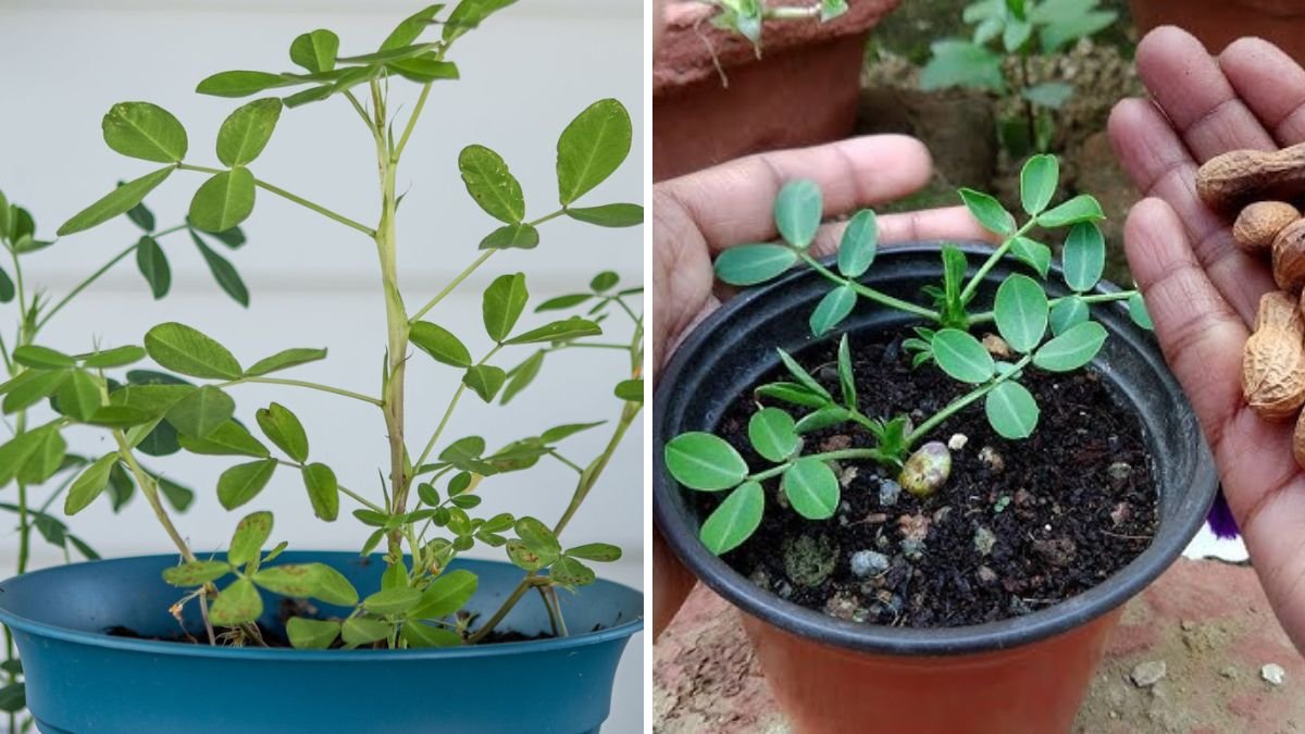 Grow Your Own Peanuts at Home!