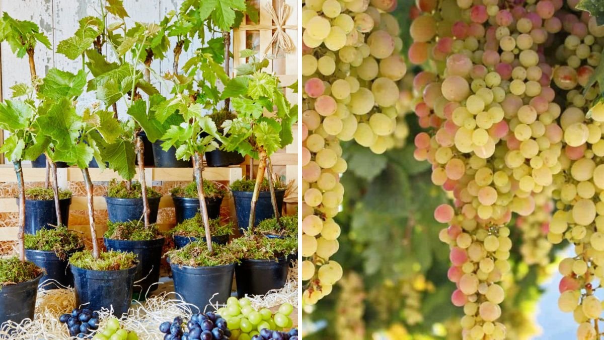 Grow Sweet, Juicy Grapes at Home: A Complete Guide to Building Your Own Mini Vineyard