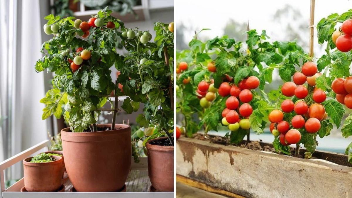 Grow Awesome Tomatoes in Your Backyard, Balcony, or Pots: The Ultimate Home Gardener’s Guide
