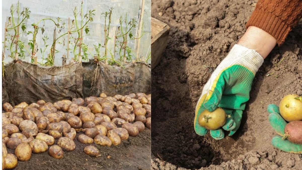 The Ultimate Guide to Growing Organic Potatoes at Home: Simple Steps for a Healthy, High-Yield Harvest