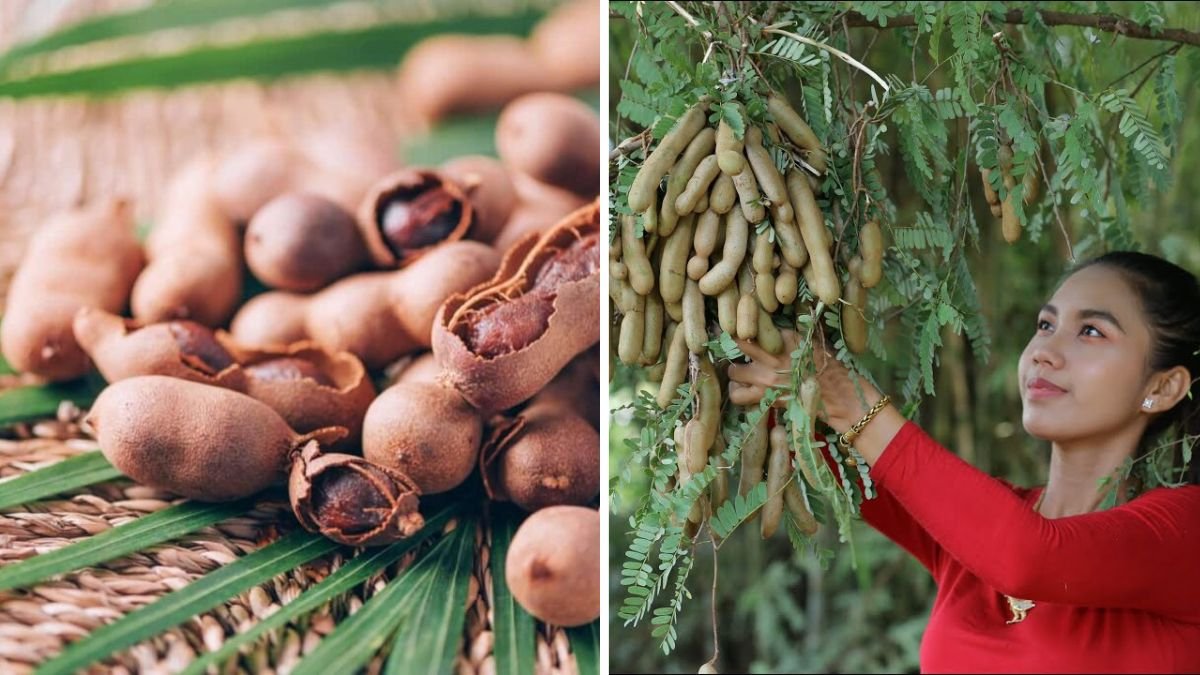 Which Country Is the Largest Tamarind Producer Globally Based on Output