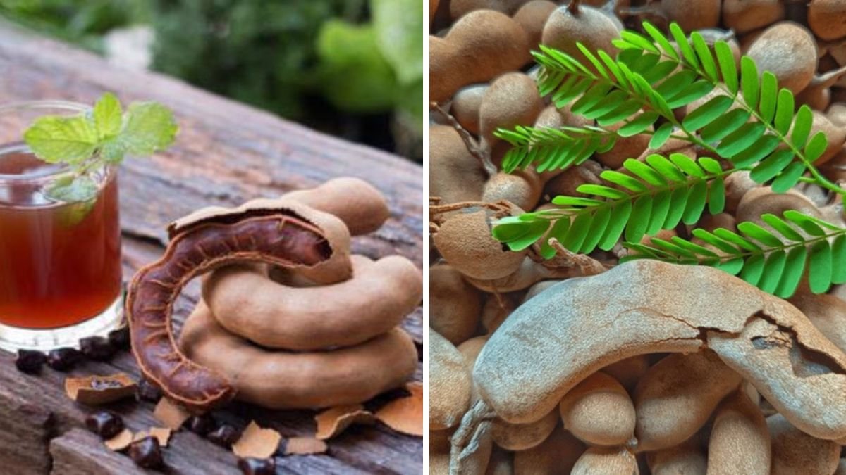 Which Country Is the Largest Tamarind Producer in the World Right Now: Global Production Insights