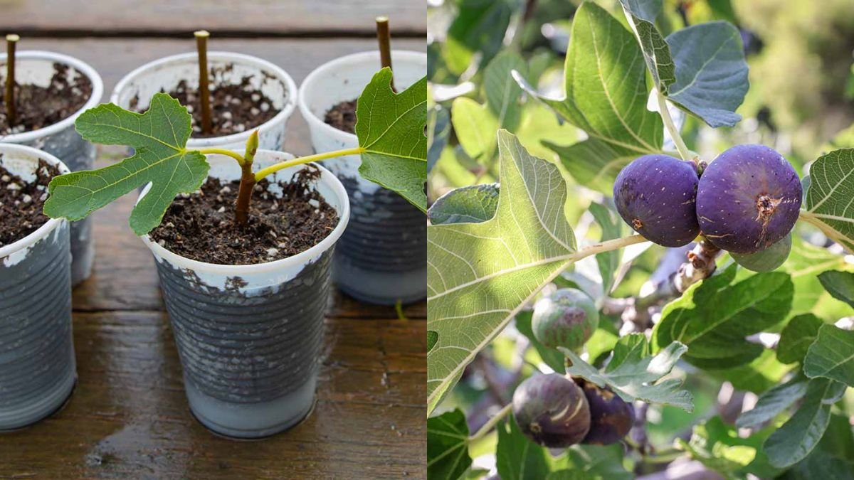Fig Cutting Propagation Technique Step by Step – A Complete Guide for Home Gardeners