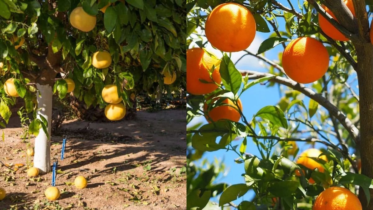 Growing a Grapefruit Tree from Seed – Complete Step-by-Step Home Gardening Guide